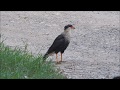 Crested Caracara | Caracara cheriway