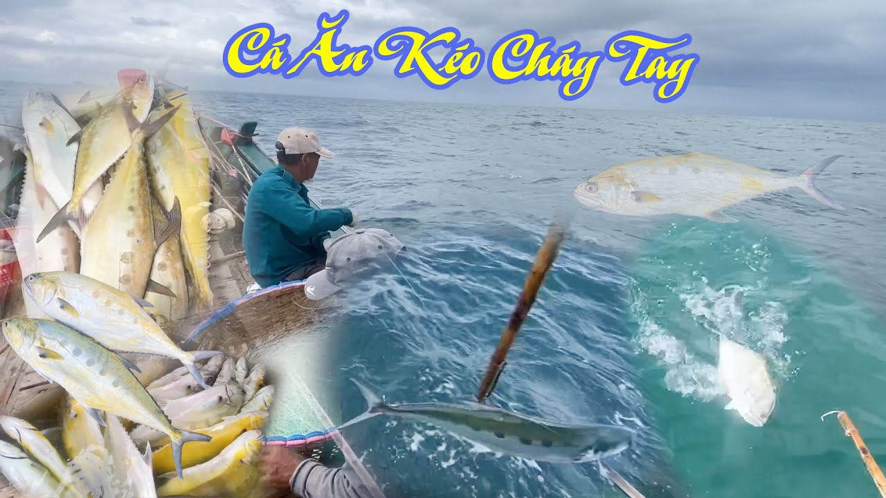 Bủa câu cá bè xước , cá ăn liên tục kéo cháy tay quá đã cho ngư dân - Dân Biển