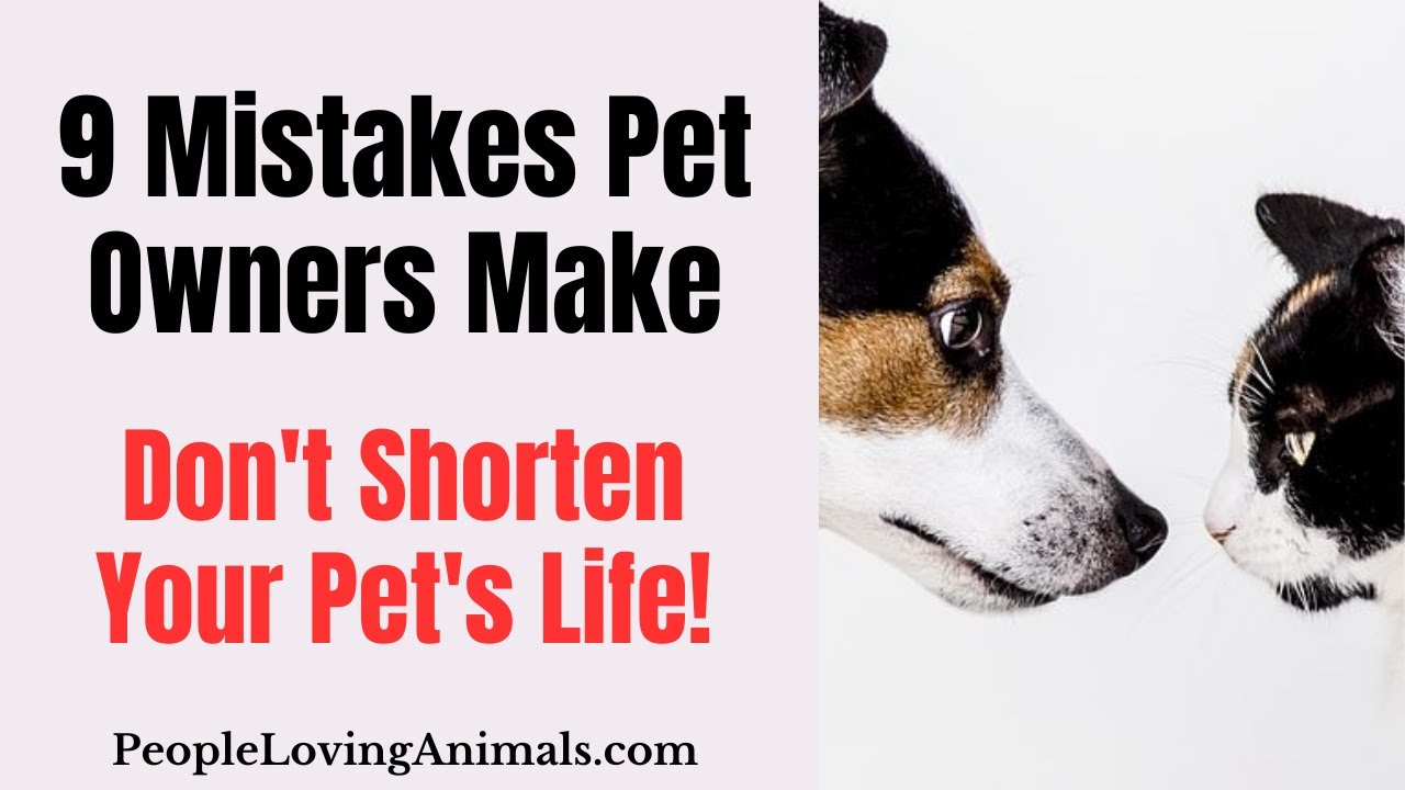9 Mistakes Pet Owners Make Cat Owner Mistakes Dog Owner Mistakes 9-mistakes-pet-owners-make-cat-owner-mistakes-dog-owner-mistakes