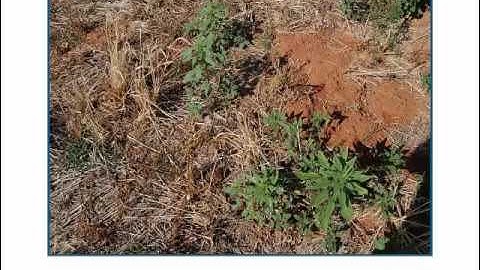 History and Biology of Palmer Amaranth