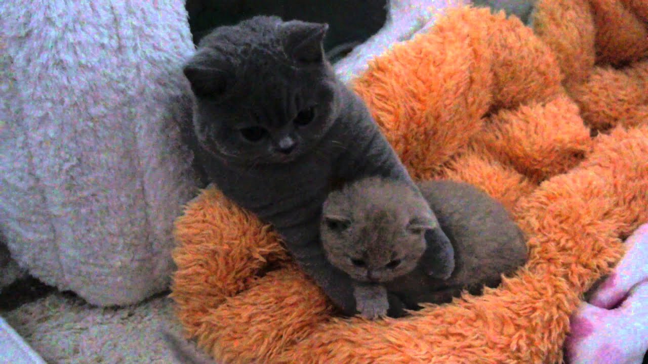 Yelena i liliowy Zando  British Shorthair Cattery