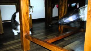 Manis is my cute cat,Manis fight with vacuum by Lina Waree 576 views 9 years ago 18 seconds
