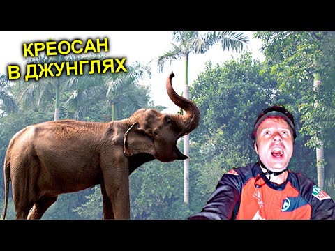 Видео: ✅Нашли СЛОНОВ в Джунглях 🐘 Ночь с Аборигенами 😱 Вело путешествие через Таиланд продолжается! Часть-5