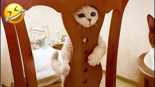Try Not to Laugh 2024😁 New Funny Dog and Cat Video 😹🐶 Part 27