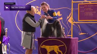 Tibetan Terriers | Breed Judging 2024