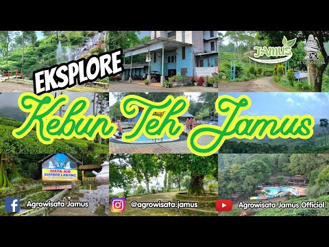 Eksplore Wisata Kebun Teh Jamus