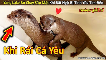 Đột nhiên được Tỏ Tình Vồ Vập, Yang Lake Bỏ Chạy Sấp Mặt || Review Giải Trí Đời Sống