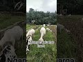 keluarga inces #sobatangon#domba#goat#farm#peternak