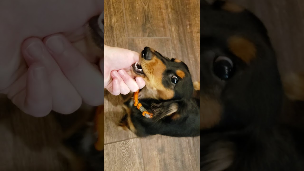 Longhair Doxie is Silly - Mini Dachshund
