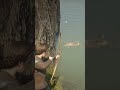 She Tried Catching a Giant Fish With Just Bait 😳 Insane RDR2 Moment #shorts #gaming #viral