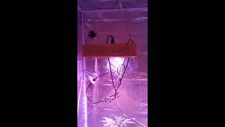My first indoor grow #24  LKLED LIGHT STATUS and plant update
