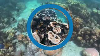 Onset of Bleaching at Cheeca Rocks - July, 2026