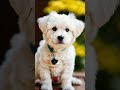 Cute dogs😍 #shorts #youtubeshorts #peace #dog