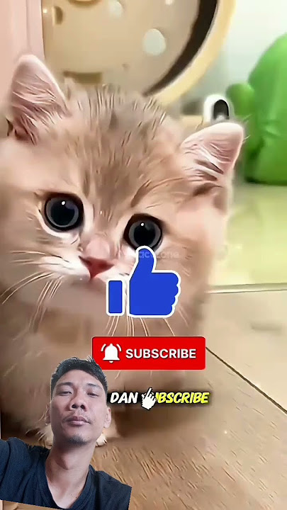 #jalanyangjauhjanganlupapulang #animals #facts #satuklikuntukwujudkanimpianmu #cat