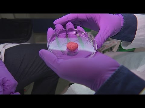 Scientists create lab-grown burgers