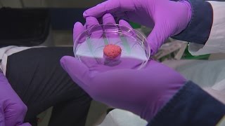 Scientists create lab-grown burgers