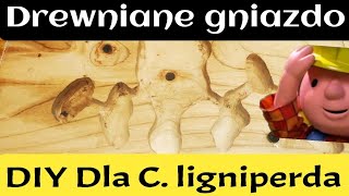 Drewniane gniazdo DIY 🐜 dla Camponotus ligniperda 🐜