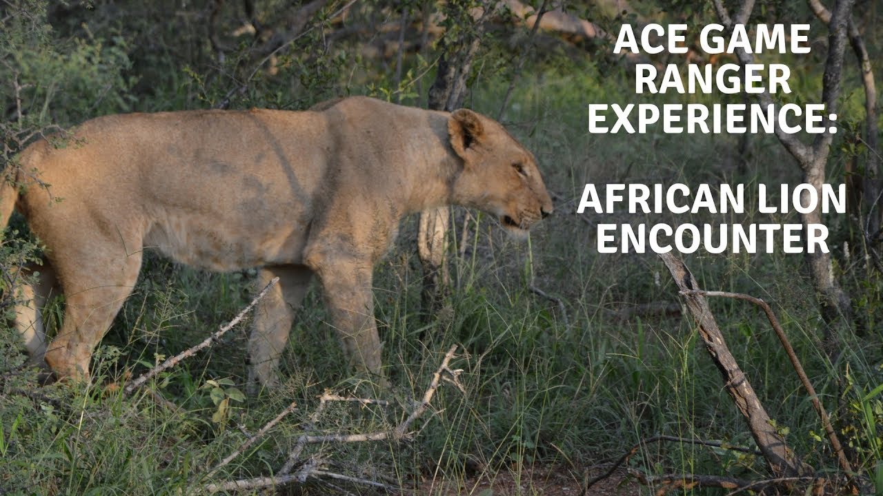 leopard print Africa 2018 - Part 2 - Lion Encounter!