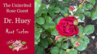 🌹 Dr. Huey: The Uninvited Rose Guest | How to Remove a Rose Root "Sucker"