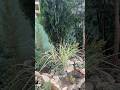 Мискантус китайский Вариегатус. Miscanthus sinensis Variegatus. Южный сад #сад #дача #flowers #крым