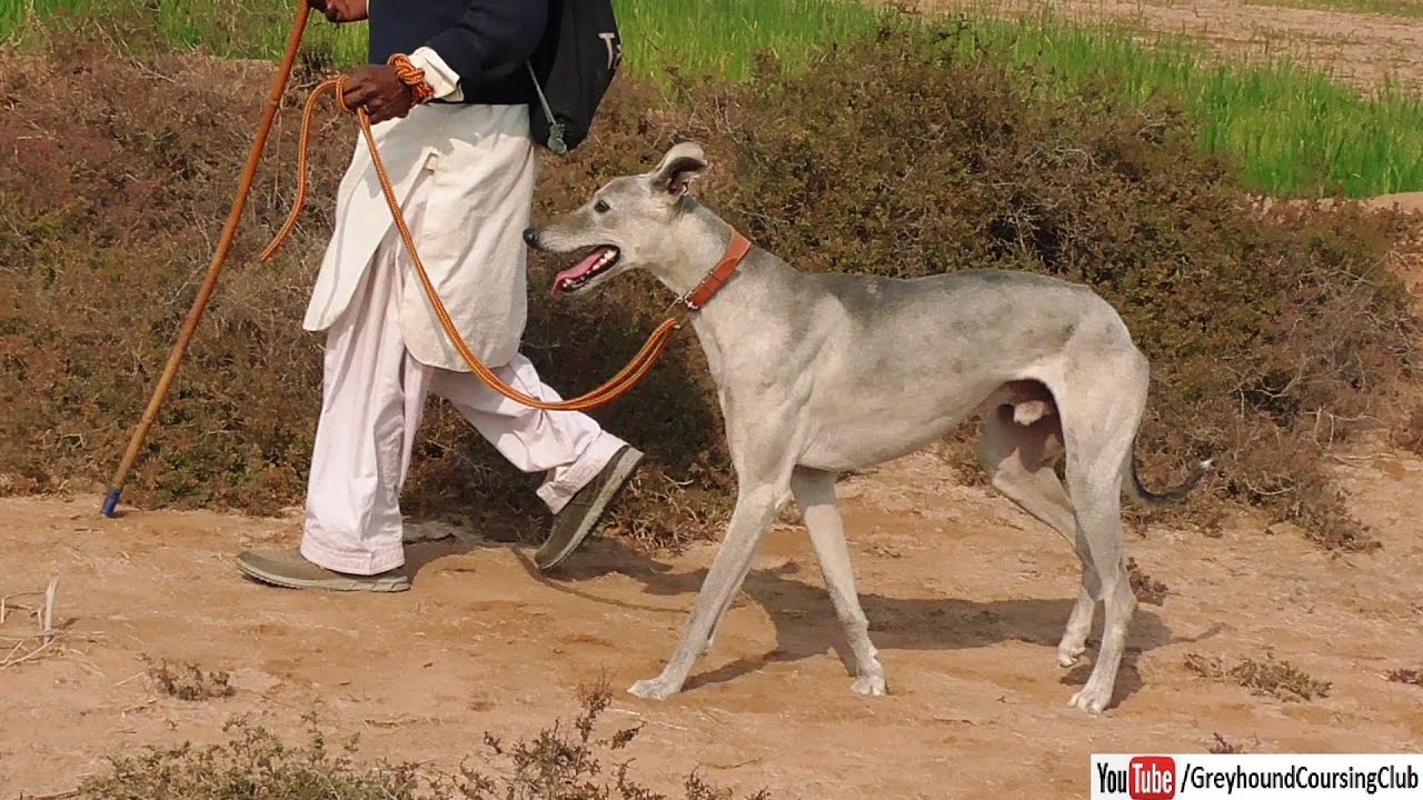 huge dog for rabbit hunting - YouTube