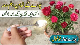 Ek Chamach Se Podon Par Beshumar Patte Aen Ge Organic Fertilizer For Plants