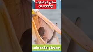 मगरमचछ पकषय क दनय क पलकन Peicon Bird For World