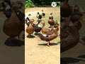 Shorts new duck animals indian world dexter s worlduddikta tv noal farmhello kisaan