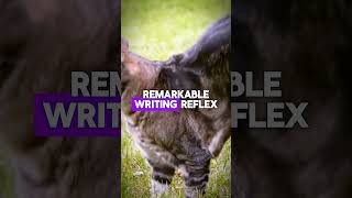 Cat Breeds 101 Find The Perfect Cat For You