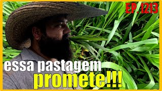 essa pastagem promete ser a melhor que já vi