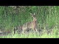 LIEBRE en el CAMPO  de CÓRDOBA | Vamos al Campo