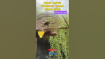 PERKUTUT GACOR SUARA KONG PIKAT MASTERAN PANCINGAN MANTAB !!! #perkutut #gacor #pikat #masteran