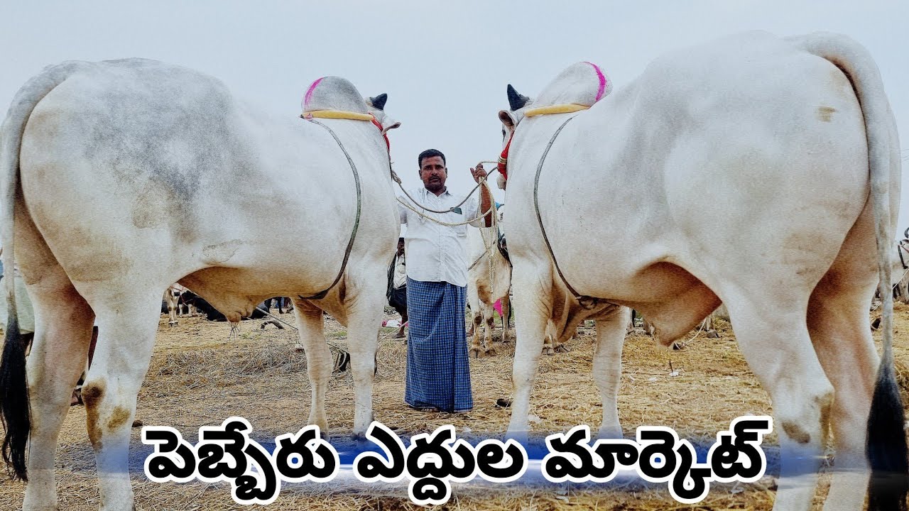 Ongole Cattles Market In Wanaparthy-Telangana Cattle Market-Pebbair Ox Market-Pebbair Santha Today🐂🐂