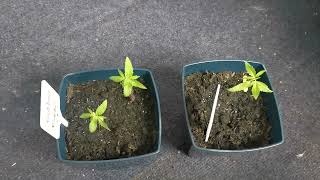 Durban dew and Durban poison guerrilla grow 2025🌿🌿🌿🌿🌿