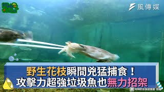 野生花枝瞬間兇猛捕食！攻擊力超強垃圾魚也無力招架 