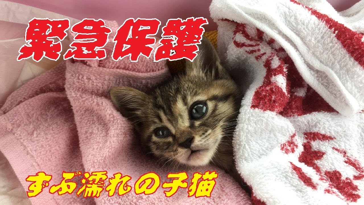 緊急保護 子猫　ずぶ濡れの保護猫です。