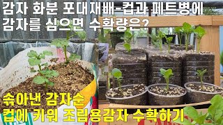 감자 화분 포대재배일회용컵에 감자를 심으면 수확량은? What would be the yield if potatoes were planted in disposable cups?