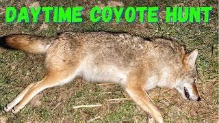 Coyote Hunt Filmed with an iPhone - 308 Coyote Hunting