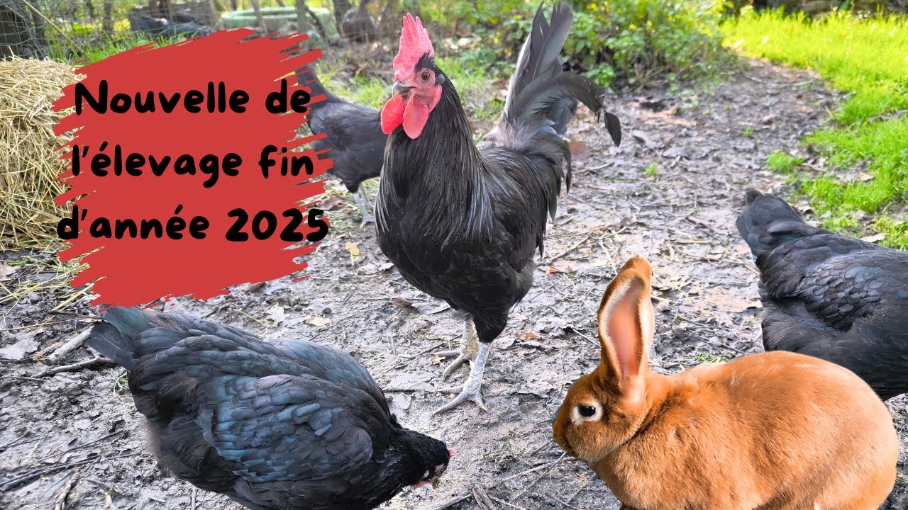 Nouvelle de tout l'élevage, début de reproduction !!! (fin 2025)
