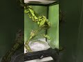 カエルの飼い主「毎回笑う」