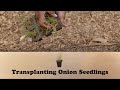 Transplanting Onion Seedlings | Let&#39;s Grow Stuff