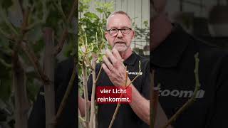 Feige schneiden: So wächst dein Feigenbaum richtig | toom Pflanzentipps # Shorts #pflanzentipp #toom