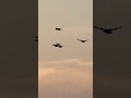 guess name theses ducks