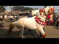 Wedding Horse Dancing Video | Marriage Horses Dancing | Horse Dancing in Wedding