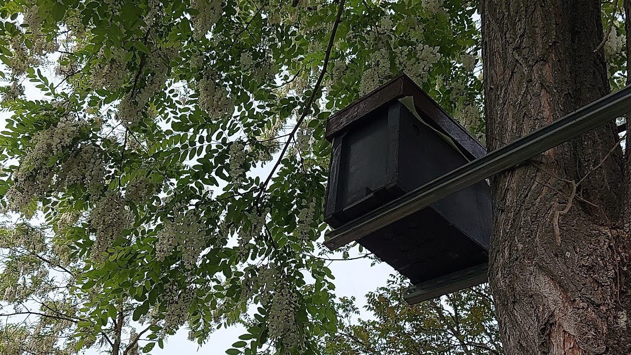 22 05 2023 Capcana pentru capturarea roiul de albine #ApisInes #ionelnistor