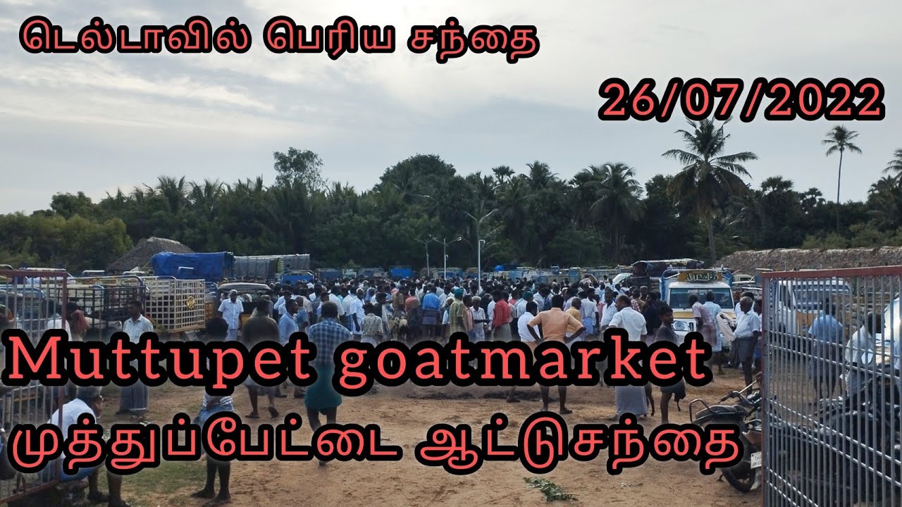 முத்துப்பேட்டை ஆட்டுசந்தை|mutthupet goatmarket|#goatmarkettamilnadu @Deltakaalnadaisanthai