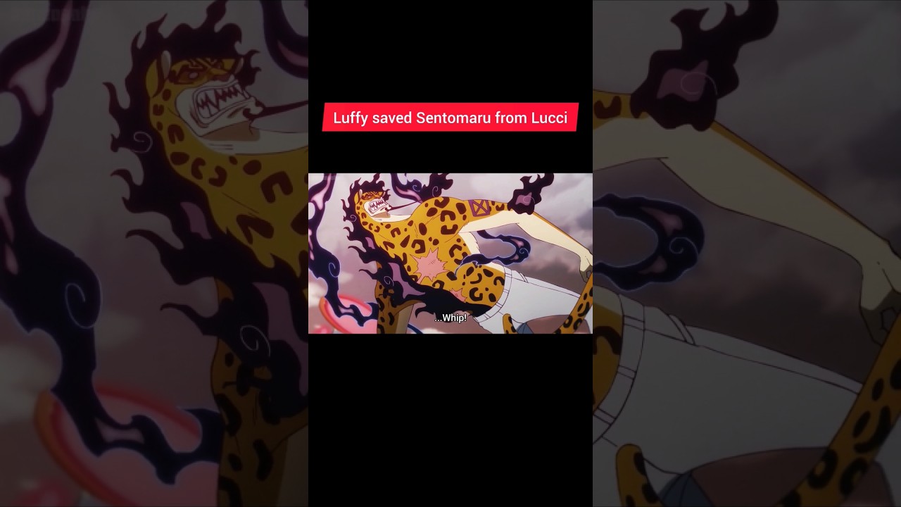 Luffy saved Sentomaru from rob lucci