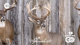 Ben Mears • Whitetail Deer Taxidermy