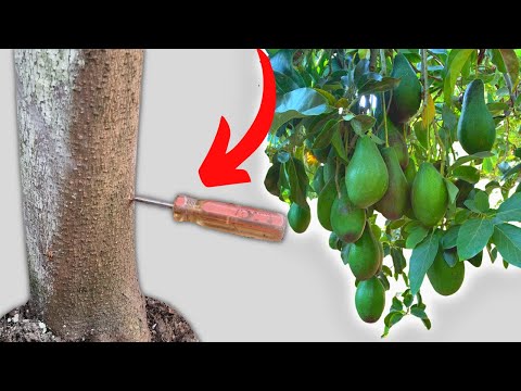 Video: No hay fruta en un árbol de aguacate: qué hacer cuando un aguacate no produce fruta