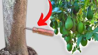 Capar Árbol de Aguacate o Palta para Activar la Floración y Cuaje de Frutos